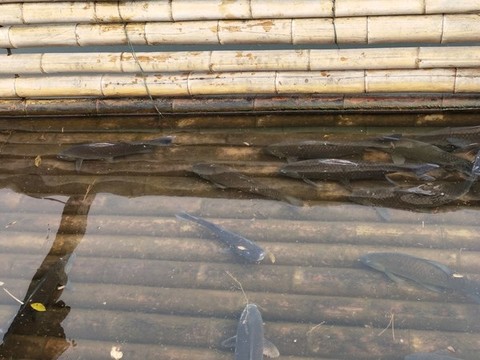 鯉魚(yú)