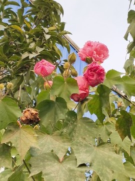 木芙蓉