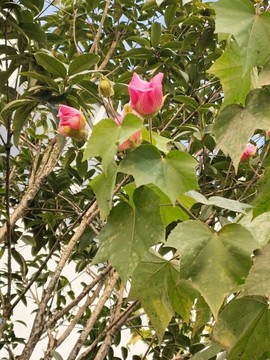芙蓉花