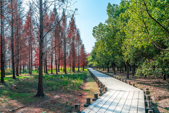 公園小路