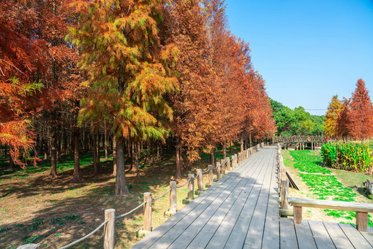 公園棧道