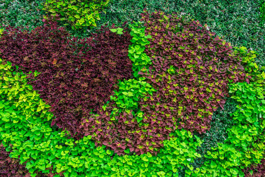綠植墻
