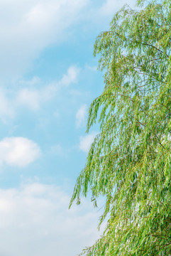 綠樹天空