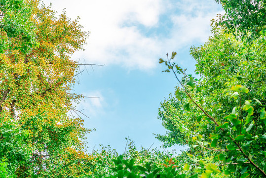 藍天樹葉天空