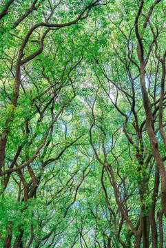 樹枝素材