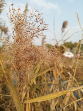 秋天枯草
