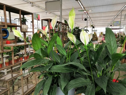 廣西南寧市桂景園植物學(xué)栽培