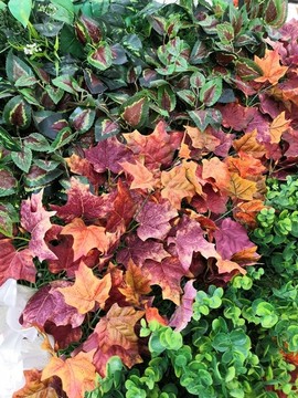 廣西南寧市桂景園植物學(xué)栽培