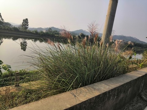 廣西欽州市小董鎮(zhèn)圖片