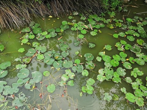 廣西南寧市桂景園植物學(xué)栽培