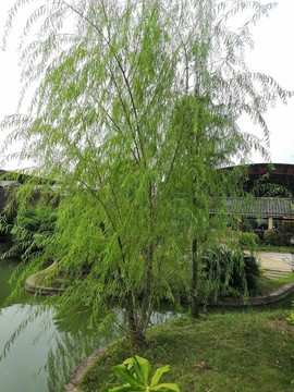 廣西南寧市桂景園植物學(xué)栽培
