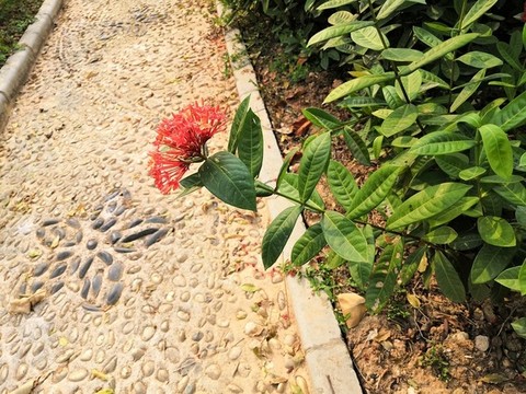 廣西南寧市桂景園植物學(xué)栽培