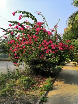 廣西南寧市桂景園植物學(xué)栽培