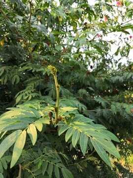 廣西南寧市桂景園植物學栽培