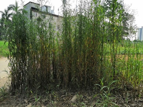 廣西南寧市桂景園植物學