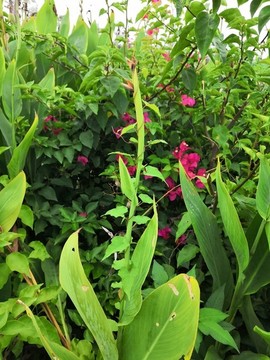 美人蕉植物