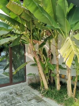 芭蕉樹
