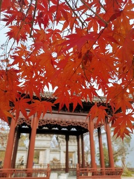 楓樹