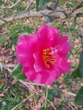 茶花