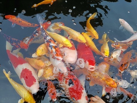 金色錦鯉