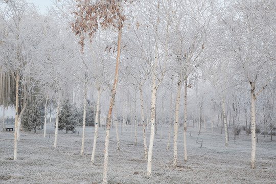 雪林