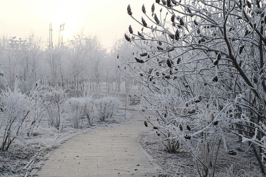 冬季雪景