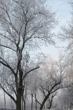 冬雪