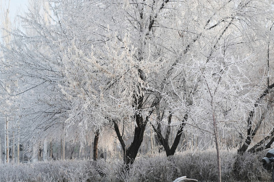 冬季雪景
