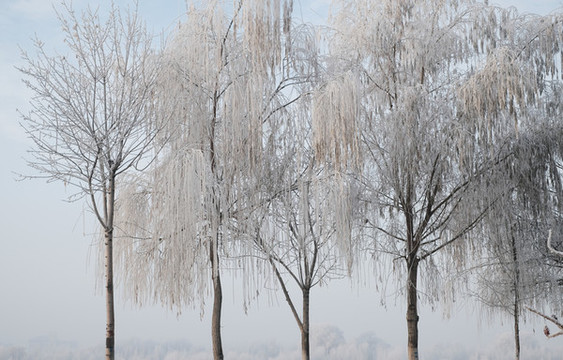 冬季雪景