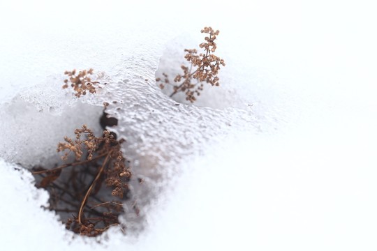植物透過冰雪