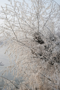 冬雪