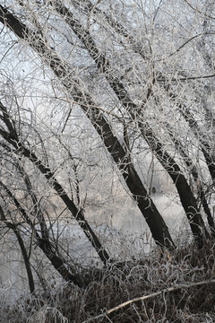 冬雪