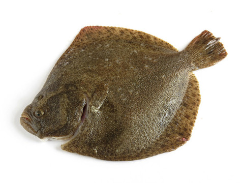 多寶魚