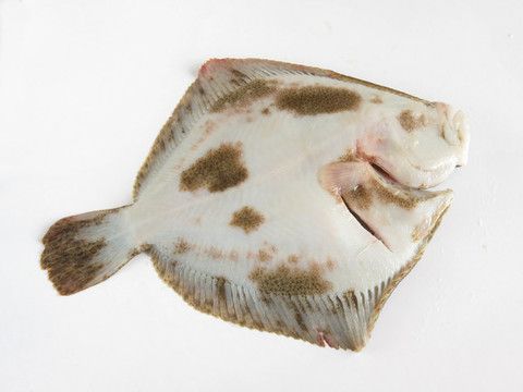 多寶魚腹面
