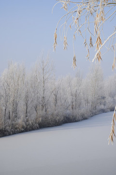 雪林