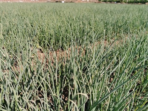 小蔥種植基地