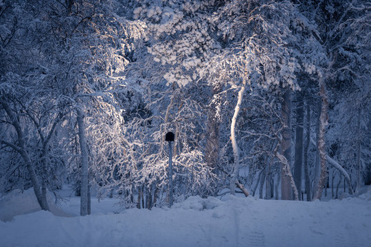 冬季芬蘭北部白色的雪原與森林