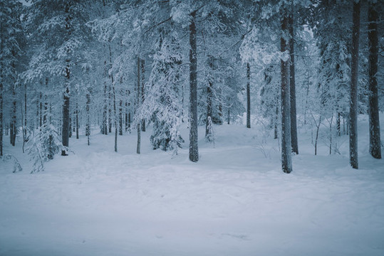 冬季芬蘭北部白色的雪原與森林