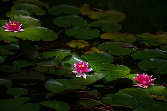 紅花睡蓮