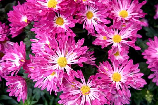 菊花