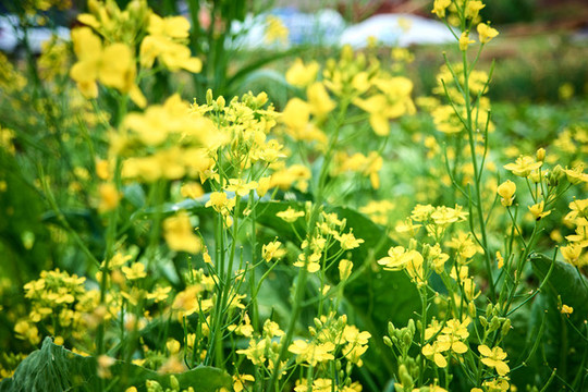 菜花