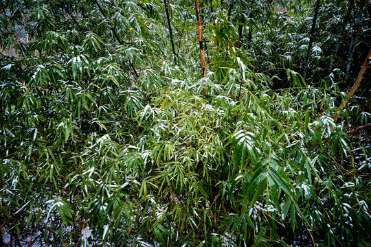 下雪之后
