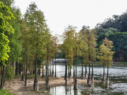 杉樹林