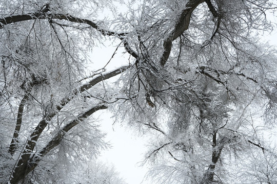 冬季雪景