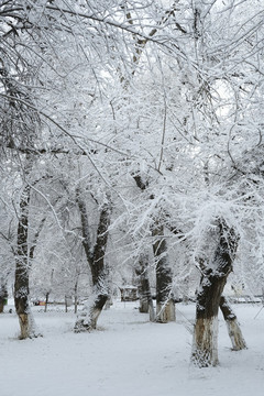 雪凇