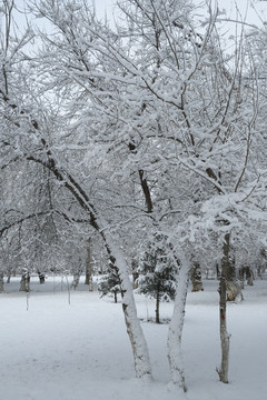 雪景