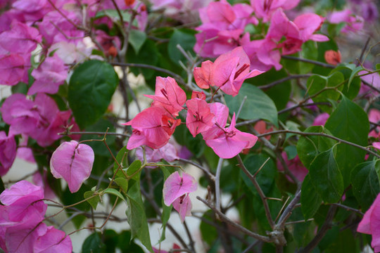 葉子花