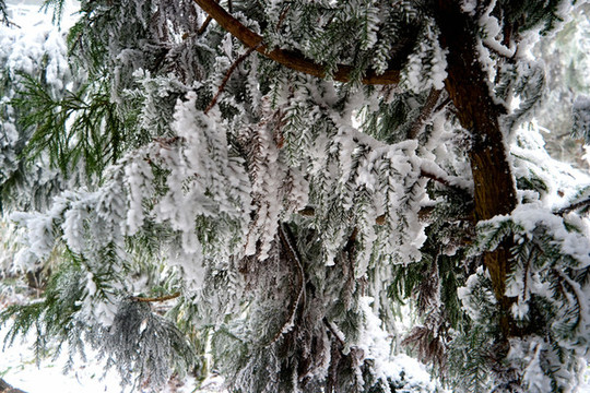 雪松冰掛