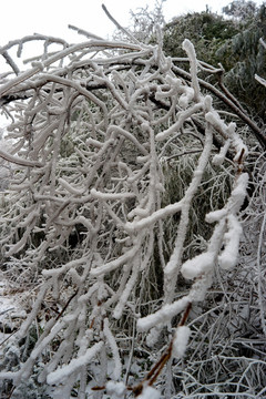 雪松冰掛