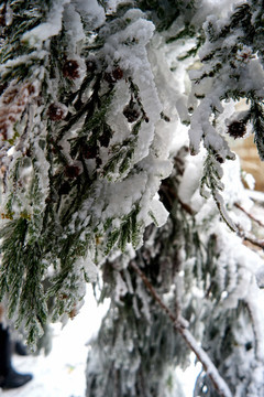雪松冰掛